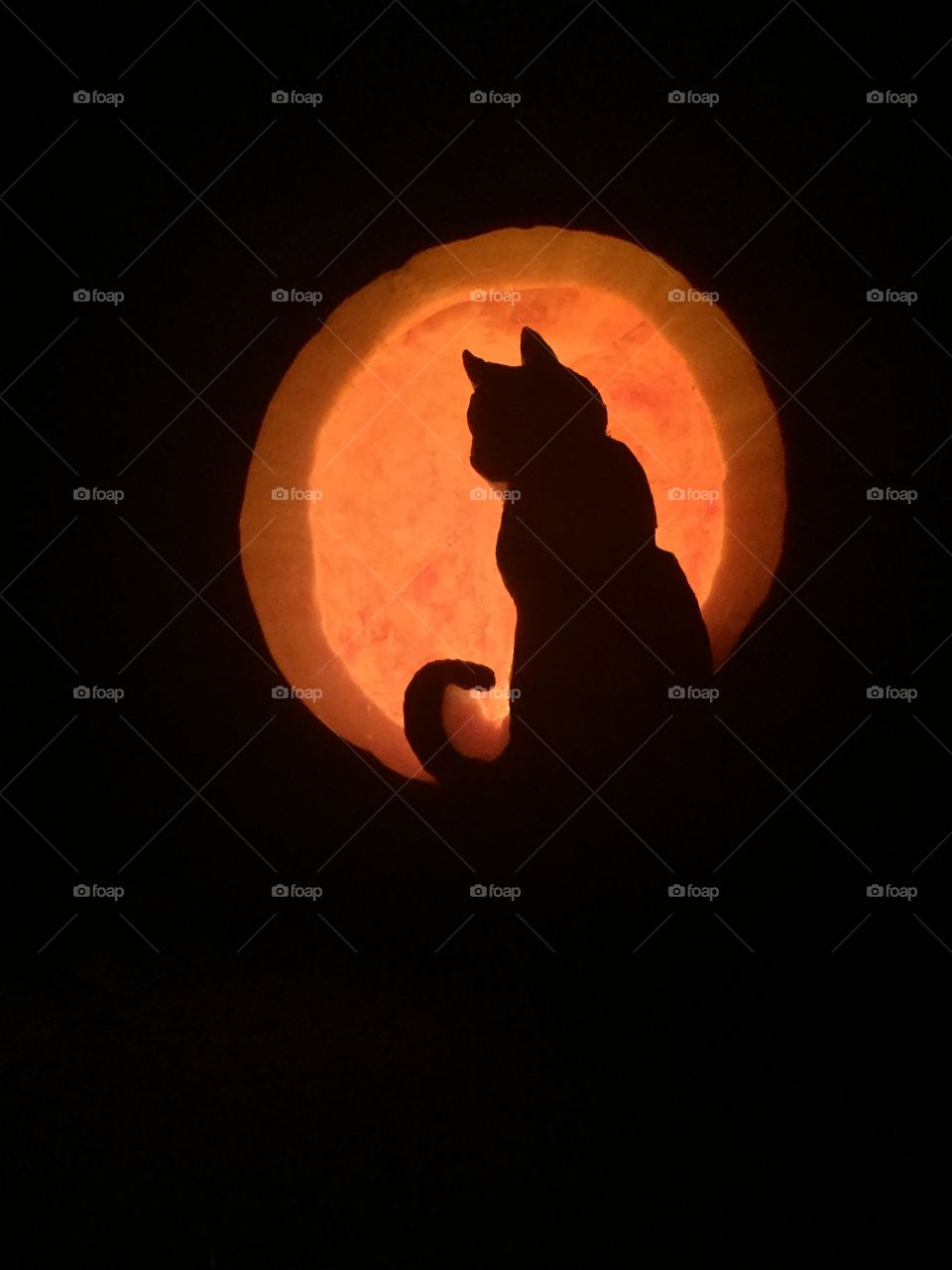 A cat in the night 