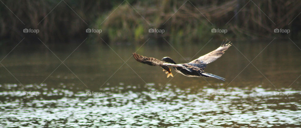 food fish river bird by geebee