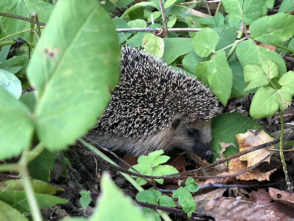 Autumn in the forest....  🦔