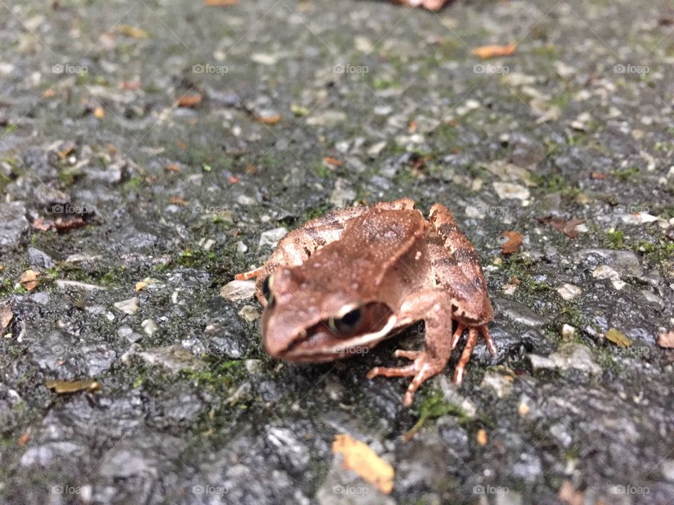 Frog 