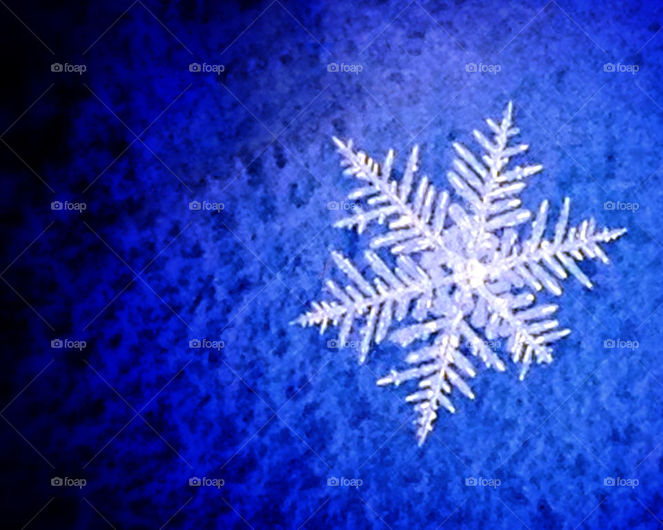 snow cold weather fern by miowan