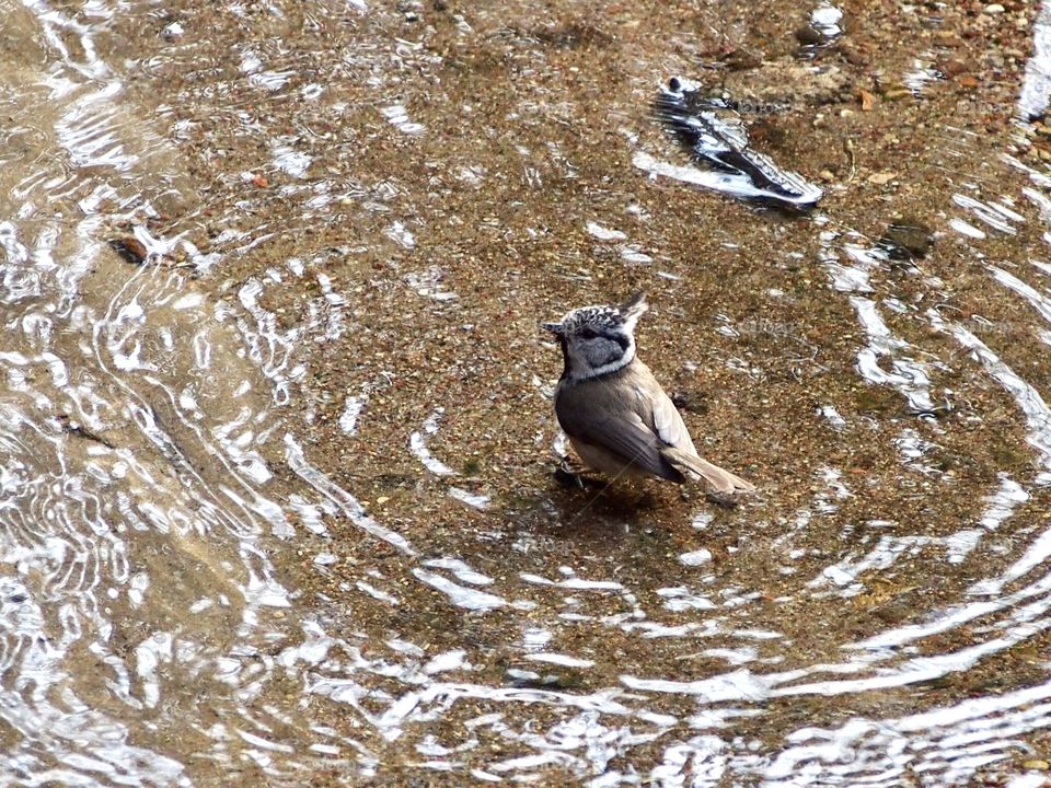 Crested tit in April