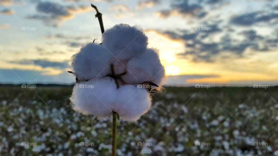 cotton. cultivation of cotton