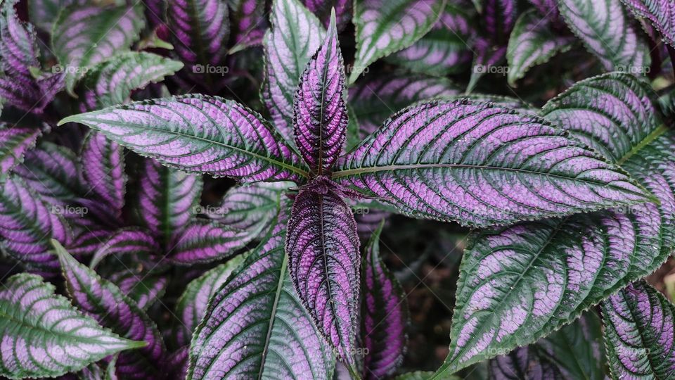 Persian shield flower.
With iridescent purple leaves, Persian shield or Strobilanthes dyerianus is a tender perennial that makes a dramatic addition to any garden.
