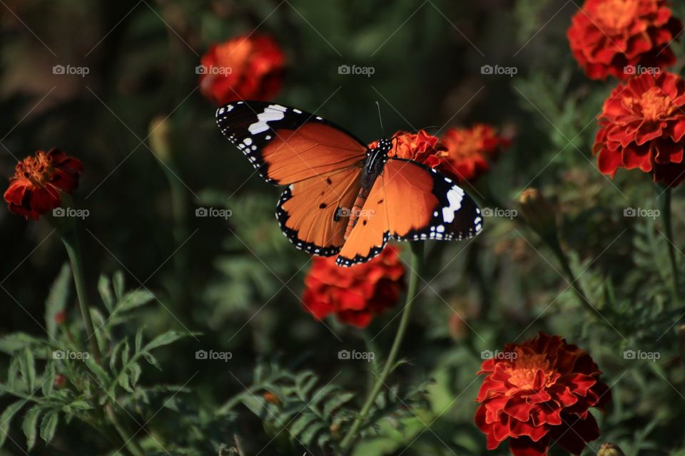 African Monarch butterfly