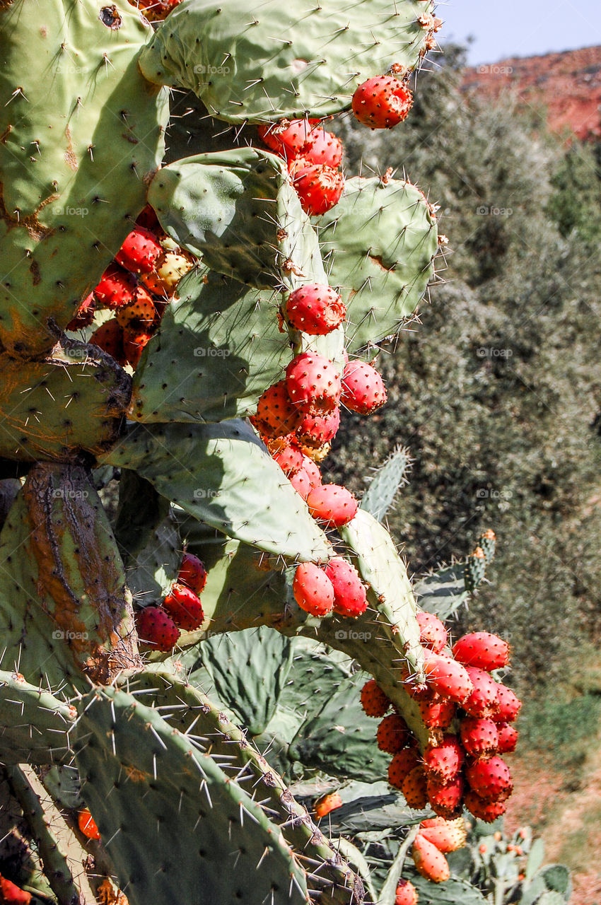 Prickly pears