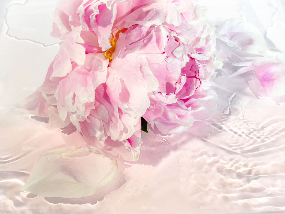 Pink peonies in water 