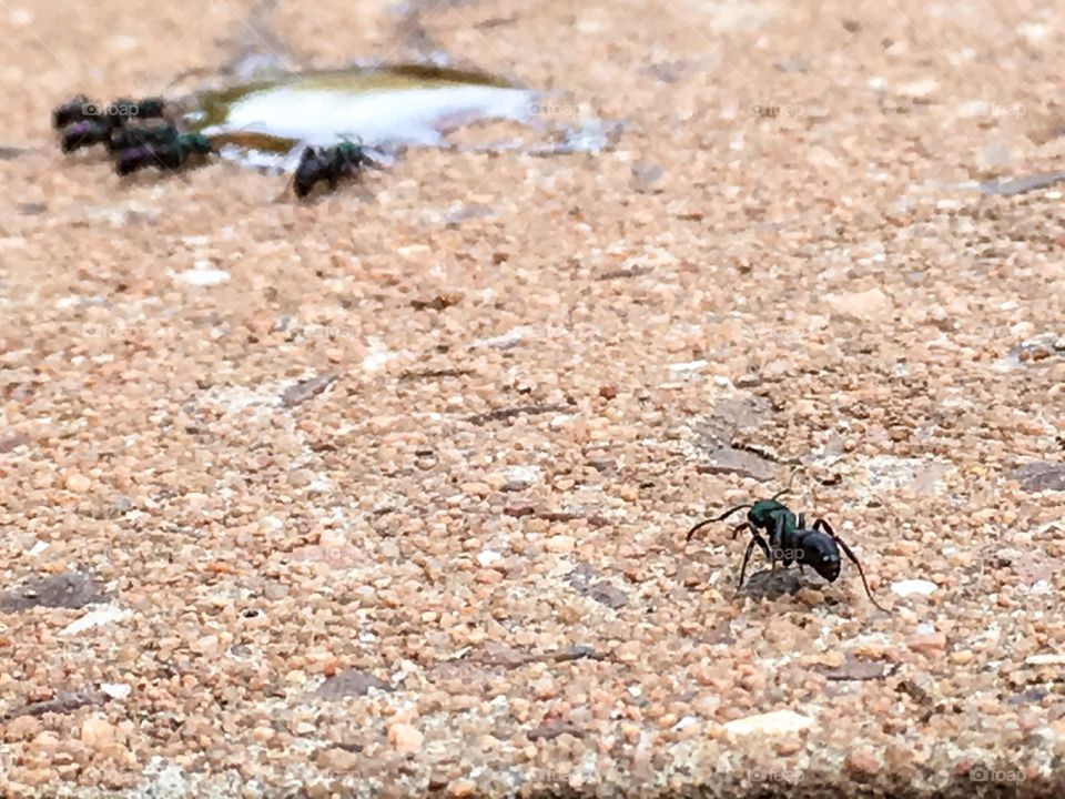 Worker ant crawling toward pool of honey where other working ants are feeding 