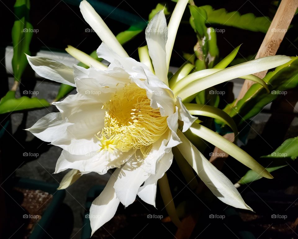 Dragon fruit flower blossom