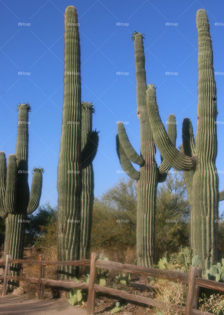 Towering Saguaro Cacti in Arizona