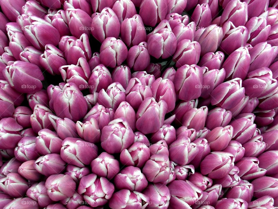 bunch of lilac tulips