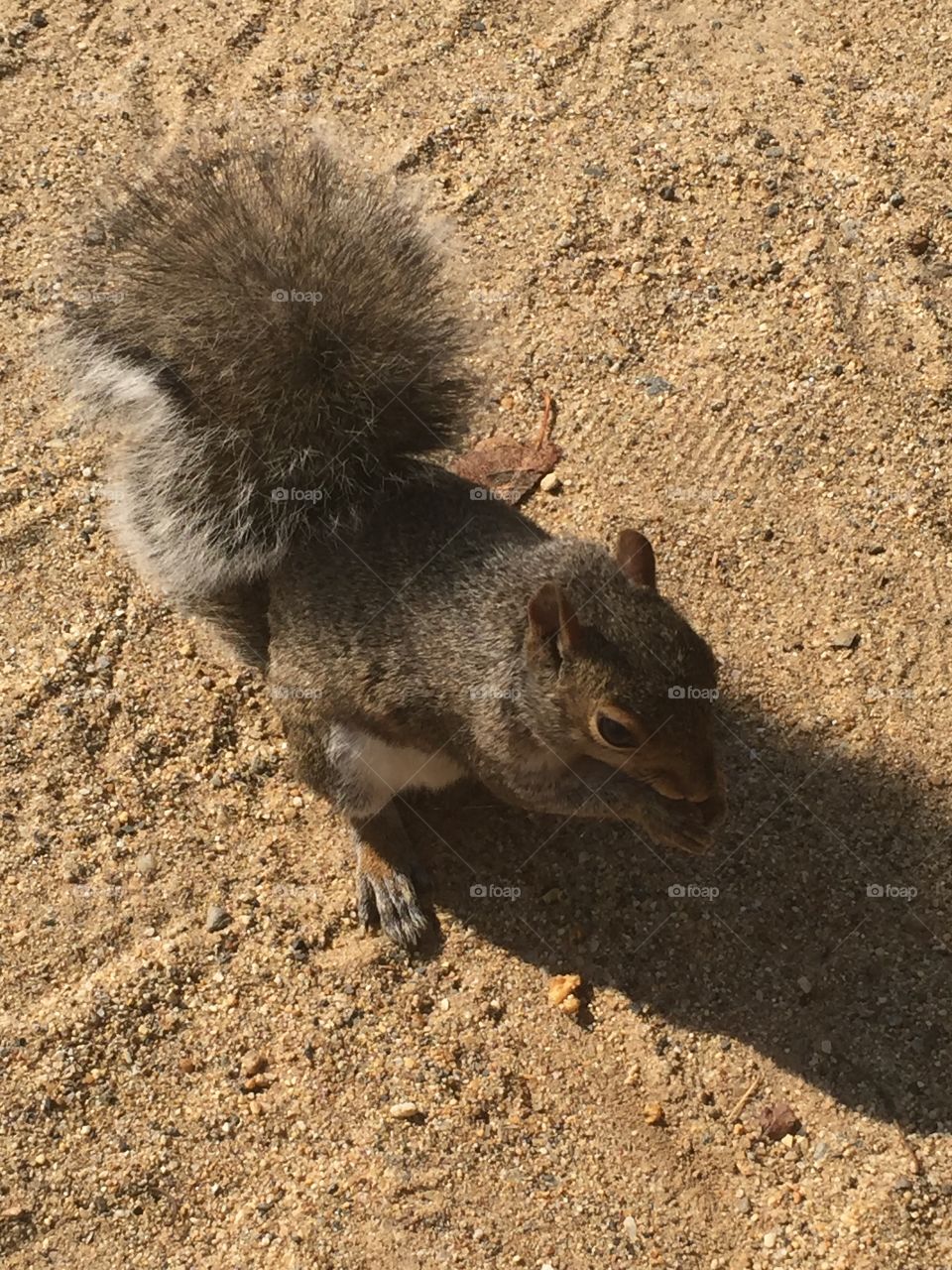 Squirrel 