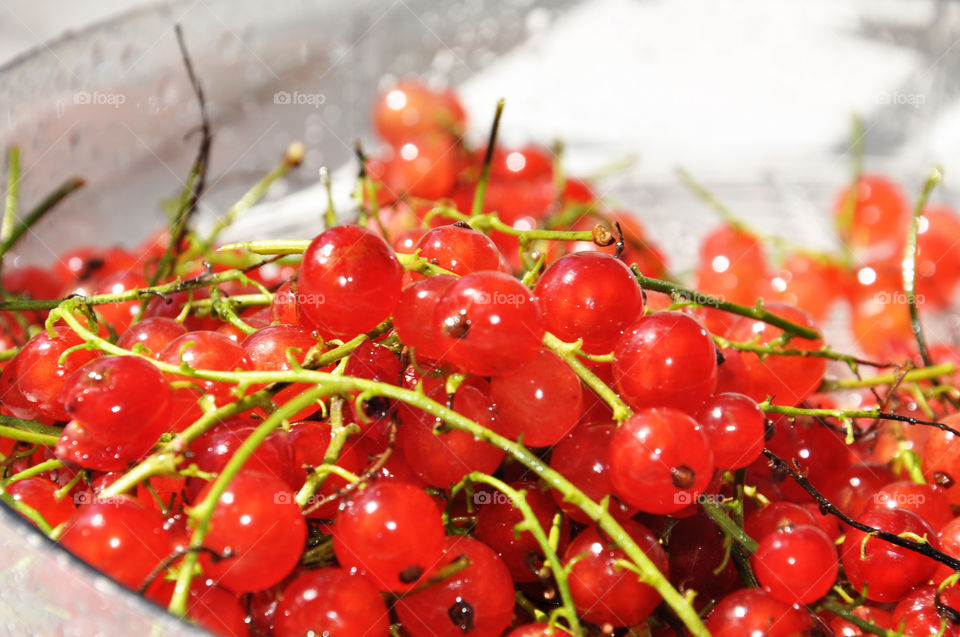 Red berries 