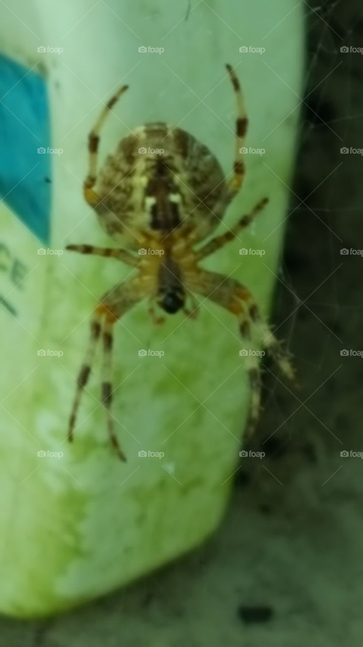 spider