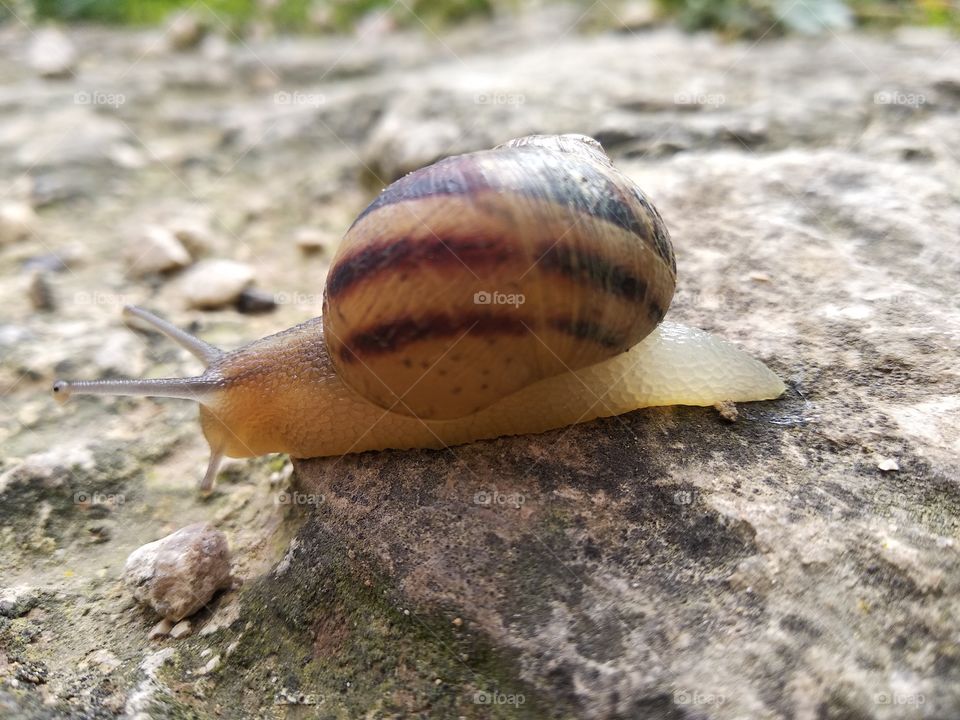 Snail