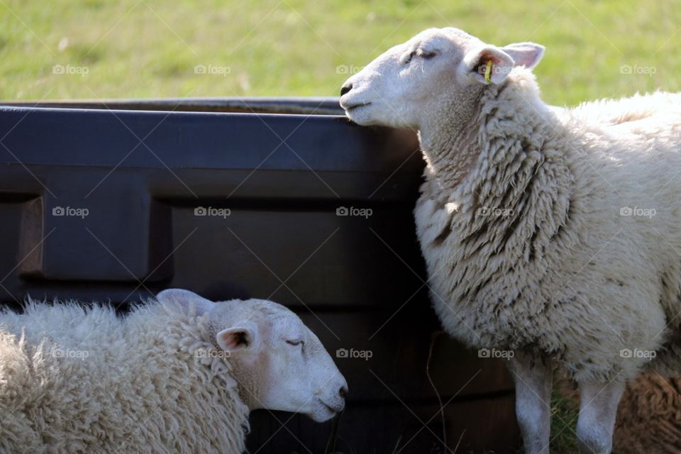 View of two sheep