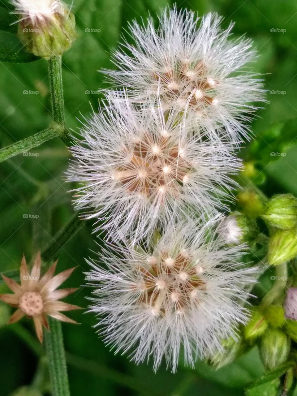 Dandelion