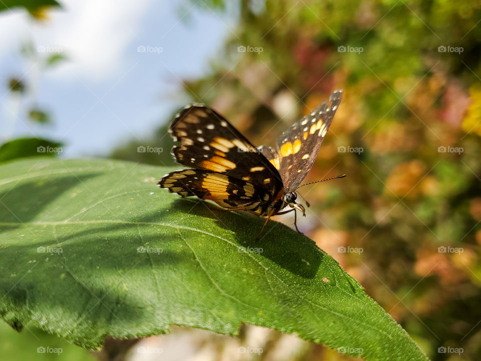 Chlosyne lacinia, the bordered patch or sunflower patch butterfly on a green sunflower leaf.