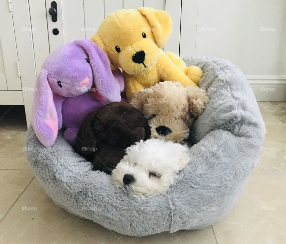 Where is Teddy? Stuffed animals. Sleeping white puppy. Bichon frise. Soft gray puppy chair. 