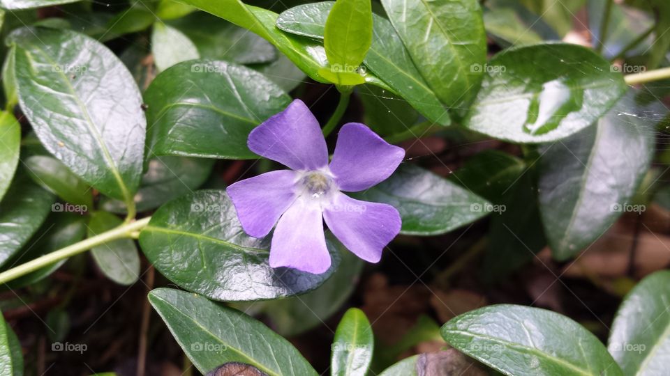 Periwinkle Flower. Wildflower