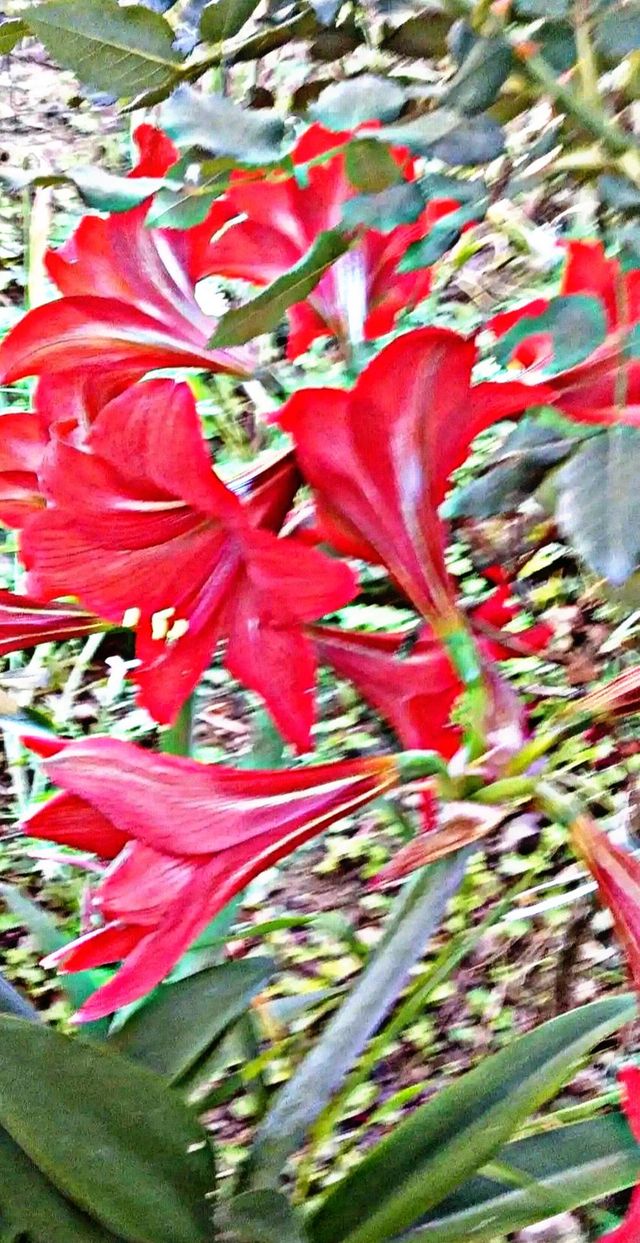 most beautiful and attractive flowers in the garden.