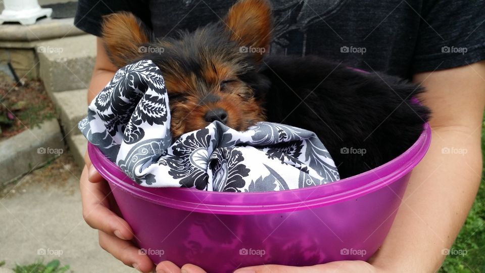 Just a puppy sleeping in a bowl