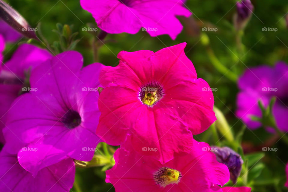 flowers nature pink red by alphaman