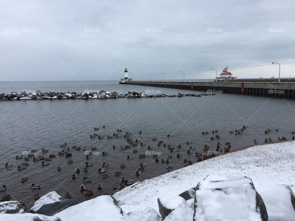 Ducks and lighthouse on lake superior coast