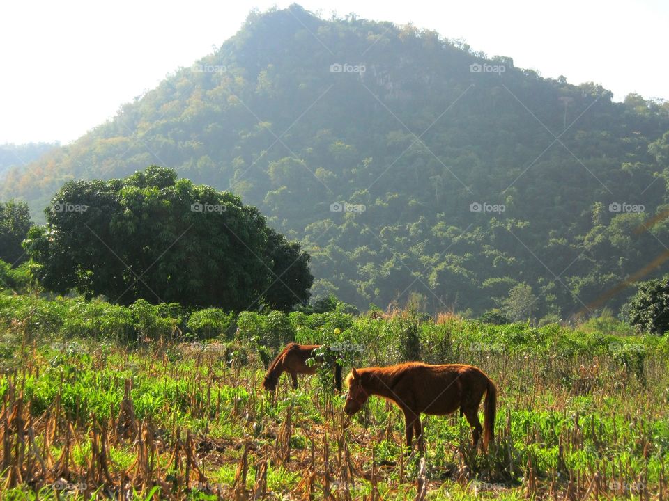 The horse in the field
