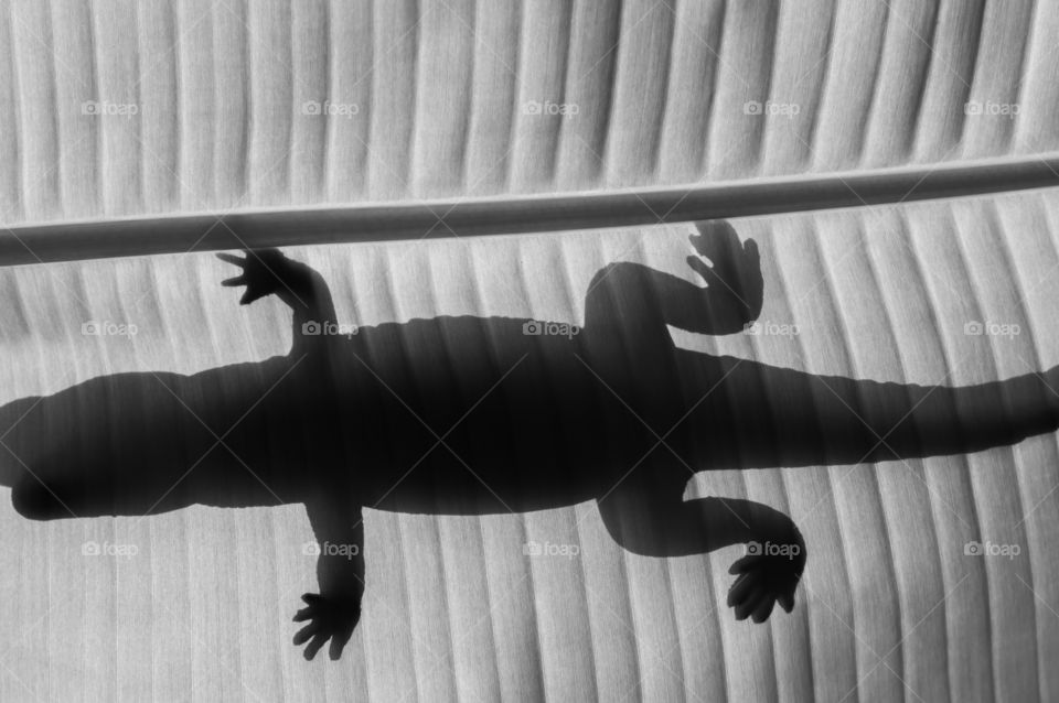 Shadow of lizard .