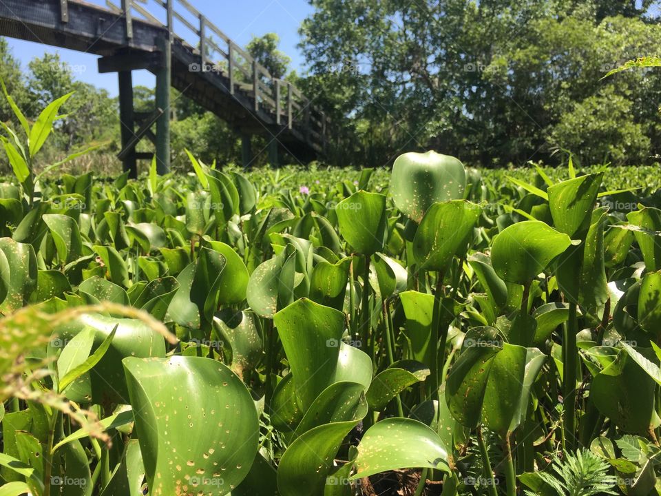 Leaves in the bayou 