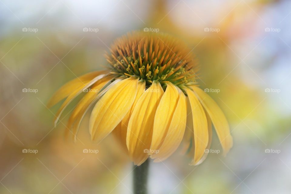 Yellow coneflower 