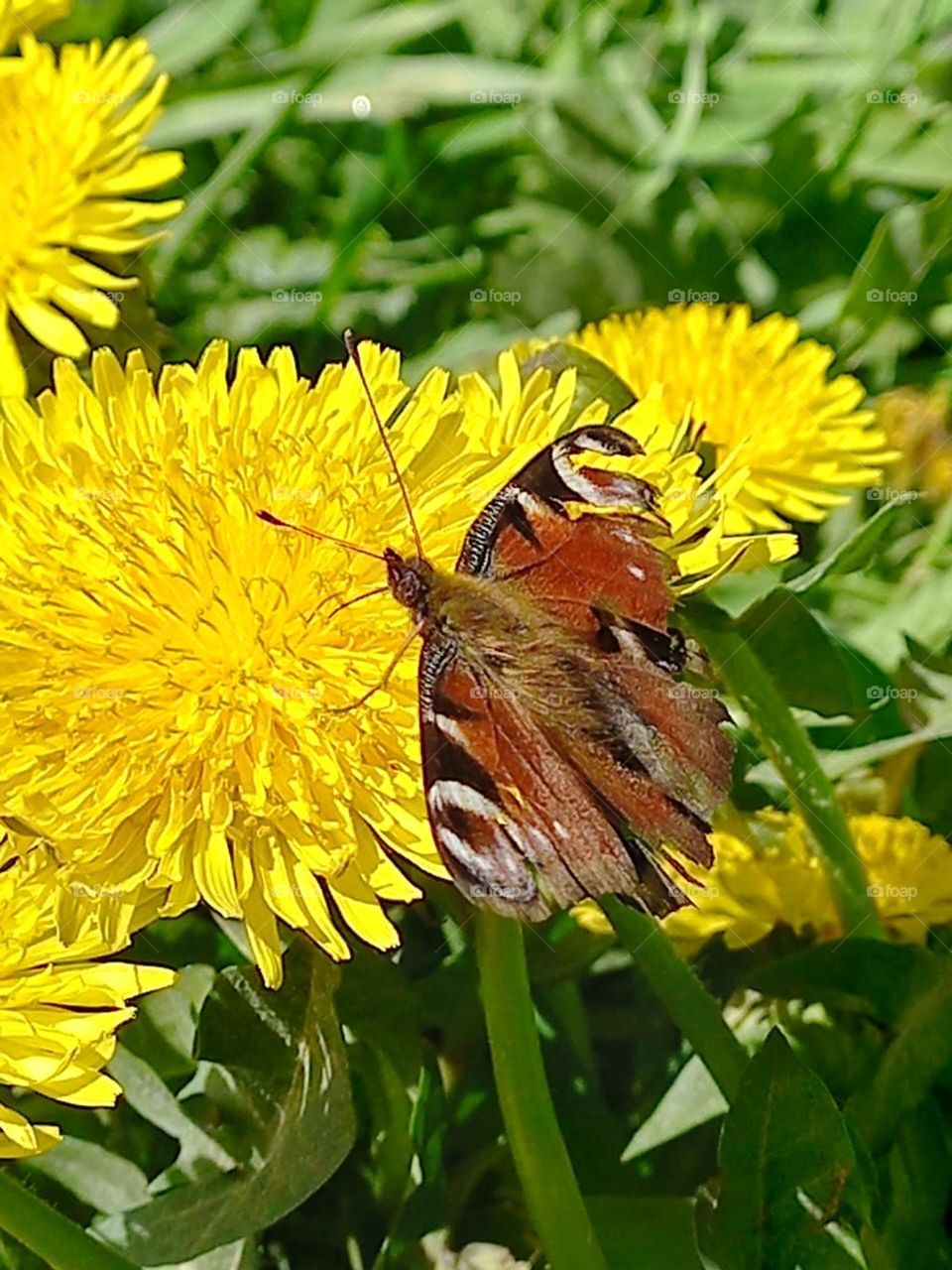 beautiful butterfly flew to the dandelion