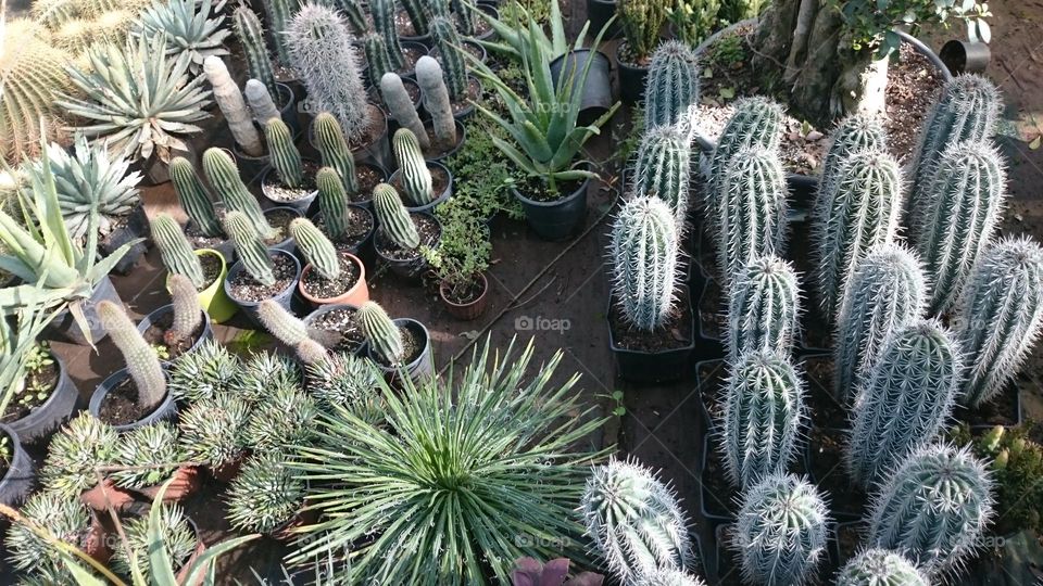 type of cactus