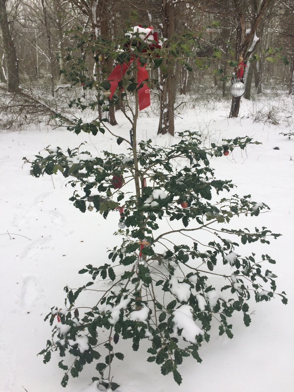 Holly tree