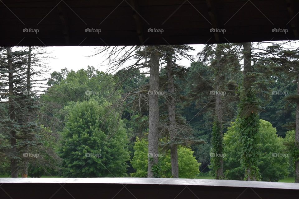 Scenic look at the trees