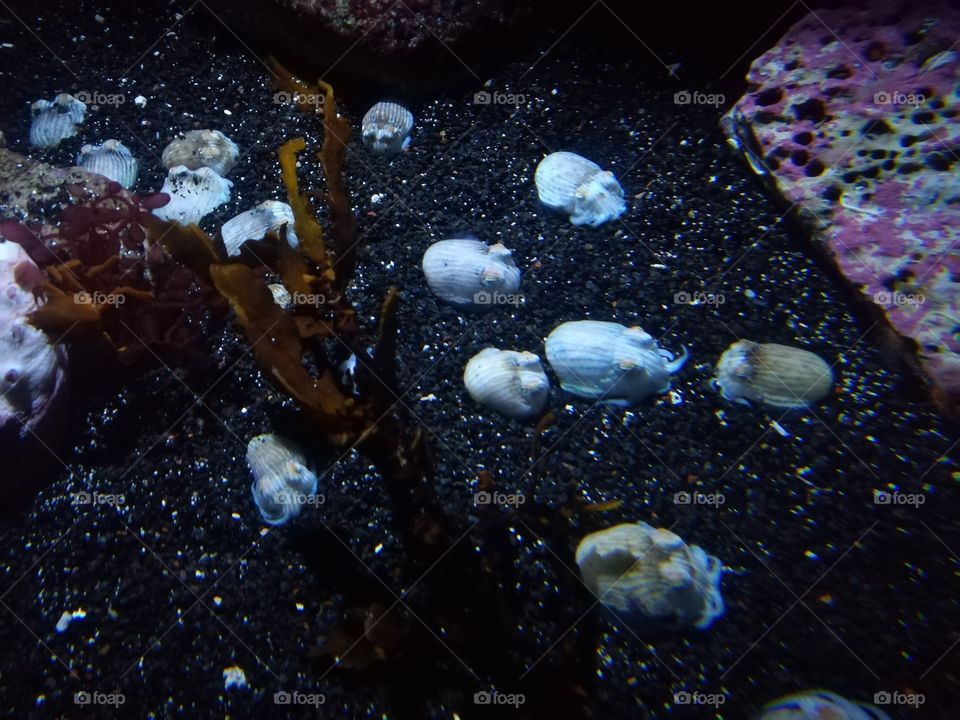 baby cuttlefish