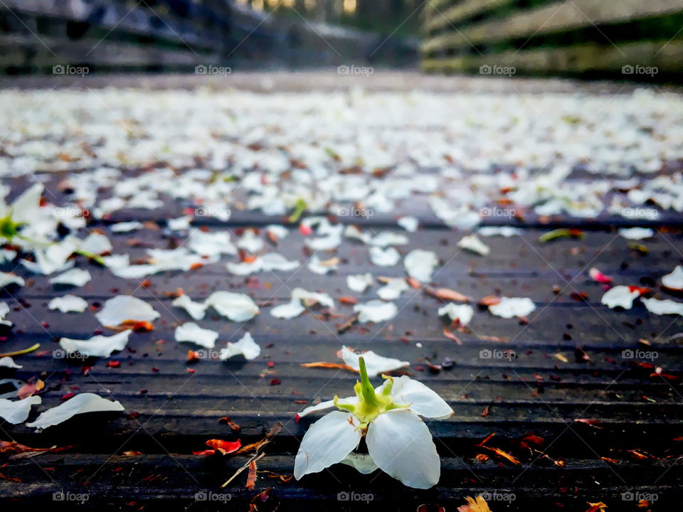 When bloom petals litter your path, spring has arrived. 