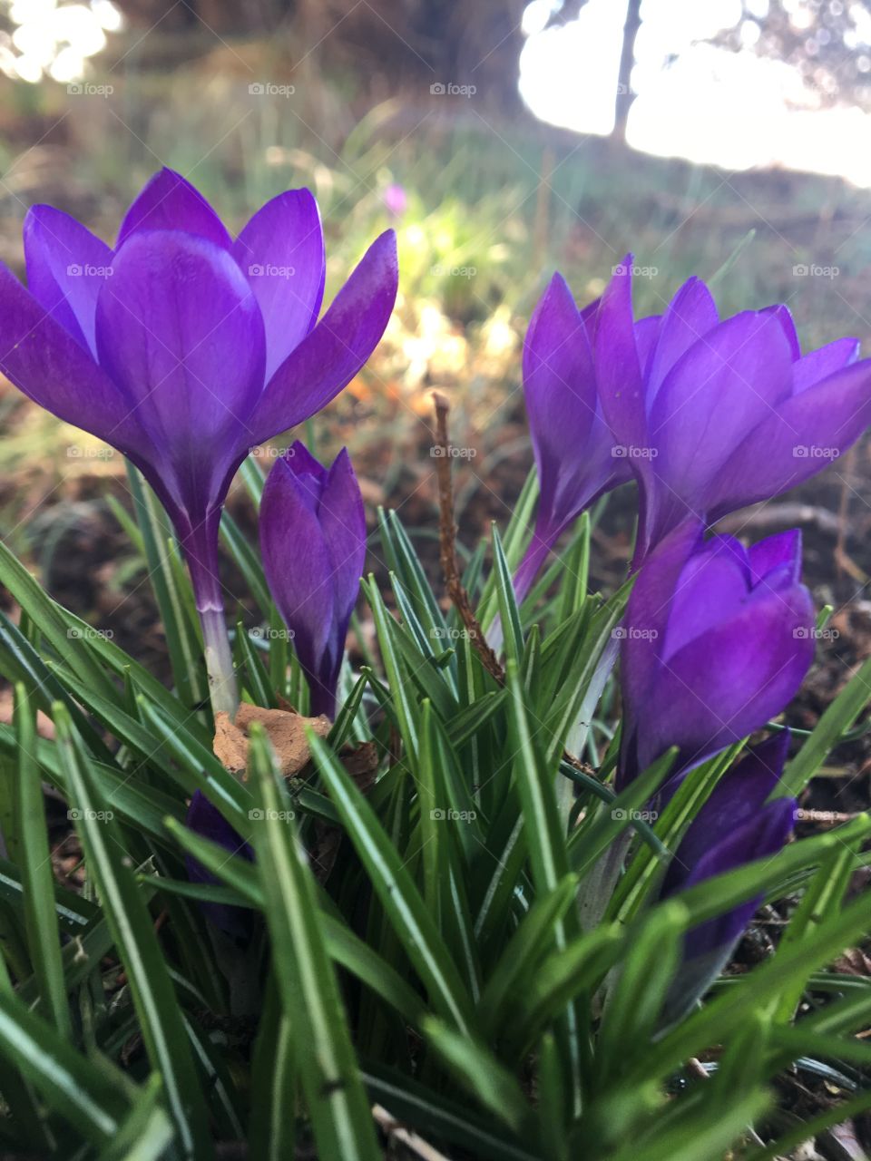 Purple flowers in a field from macro level 