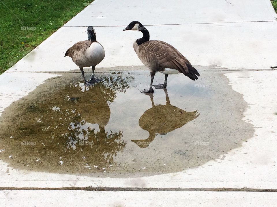 Geeses in autumn rain puddle