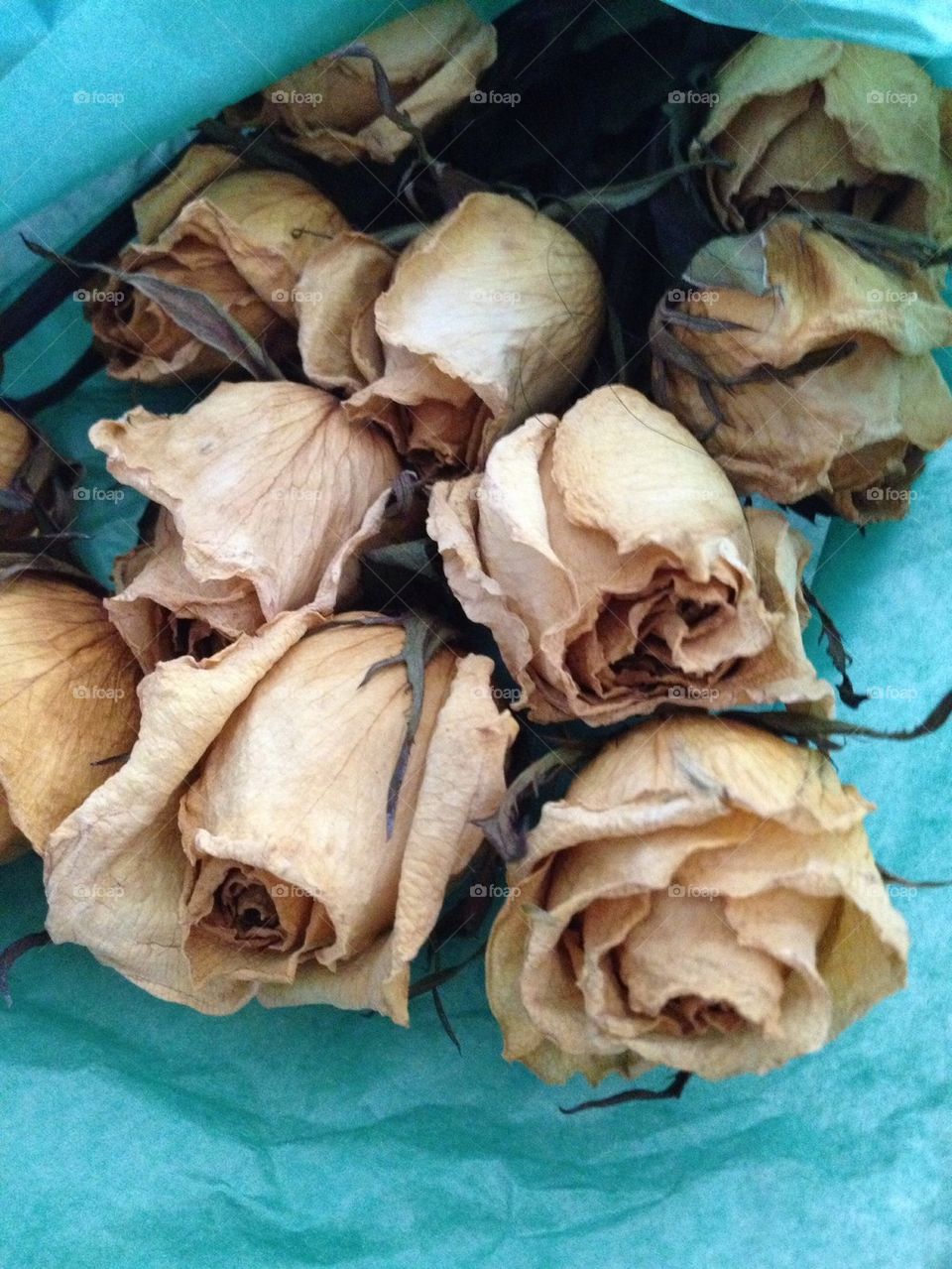 Dry roses