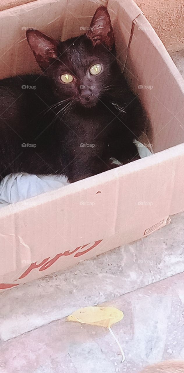 भारत के कैट