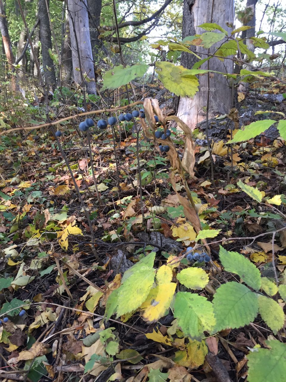 Solomon’s seal - poisonous medicinal plant