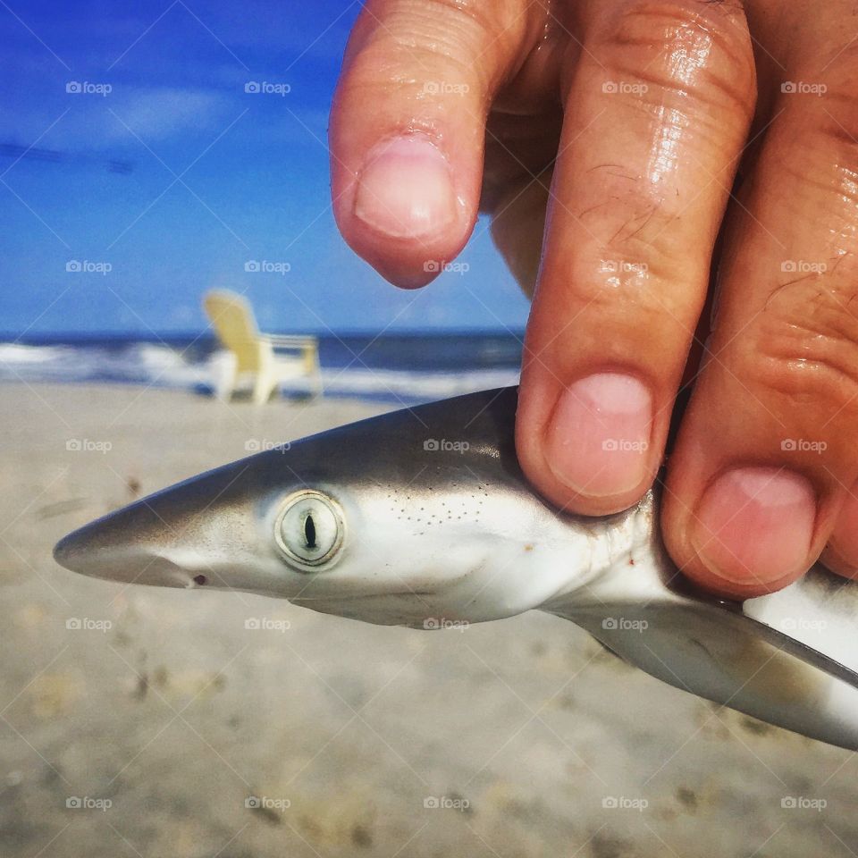 Baby shark 