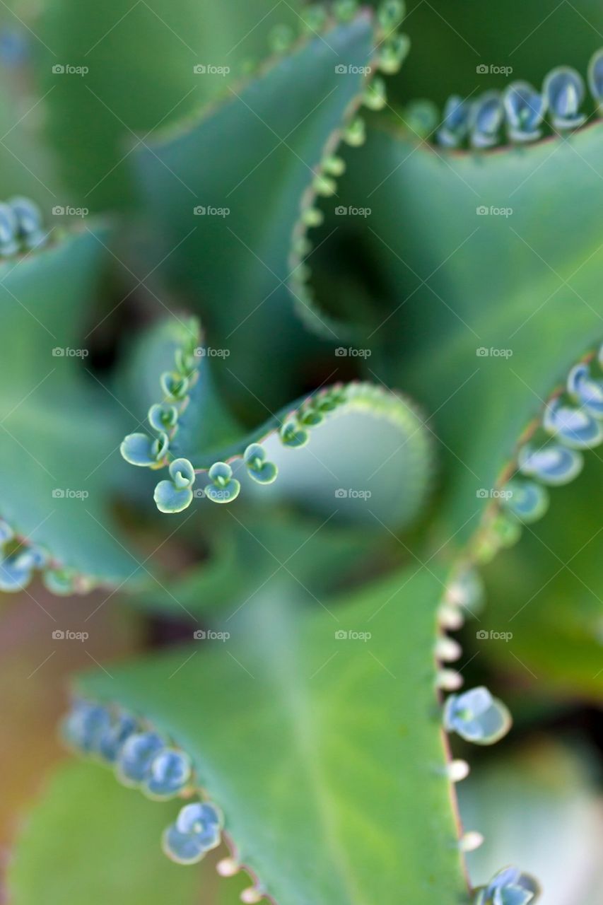 Close-up of plant