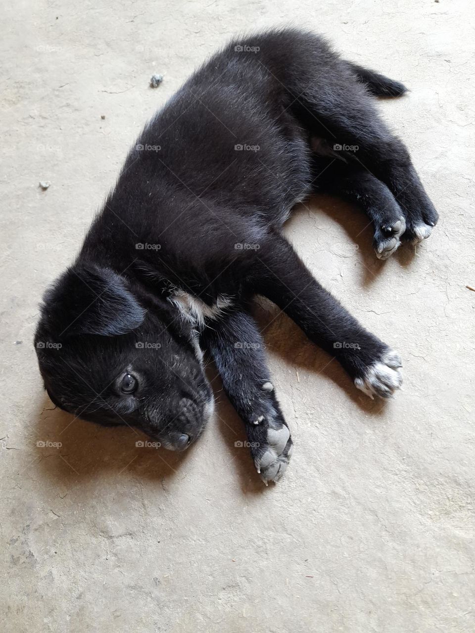 Loyality has four paws and fur.