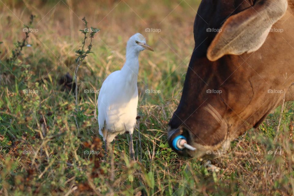A white beautiful egret standing next to a cow on the field