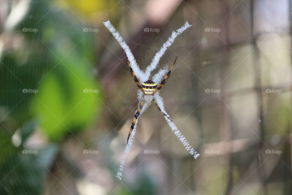 Asian Tiger spider is found in most of the regions of india it is called tiger spider because of its skin looking like tiger