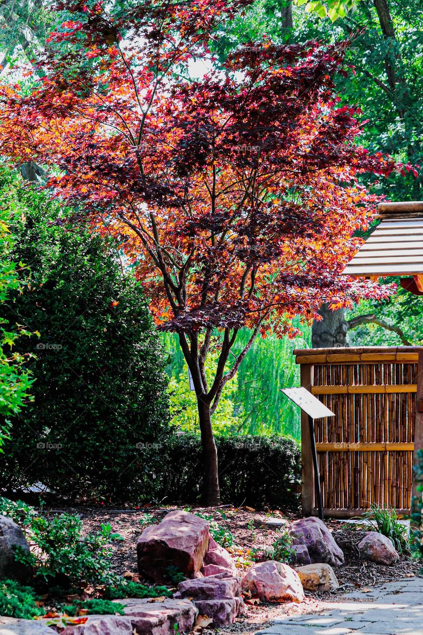 fall tree at Loose Park
