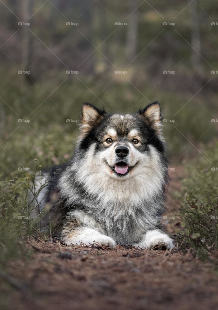 Portrait of a young Finnish Lapphund dog lying down outdoors 